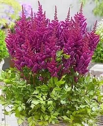 Саженец Agro-Market Астильба Vision in Red низкорослая 1 шт. в упаковке (118666)