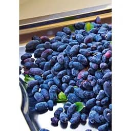 Саджанець Agro-Market Жимолость Карина (ранній термін дозрівання, сорт має відмінну транспортабельність) 1 шт. в упаковці (19930)