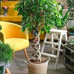 LMTD Фикус Agro-Market Бенджамина Twister переплетенный ствол (высота 35-45см) (186540) 1 саженец в упаковке (комнатный) Нидерланды