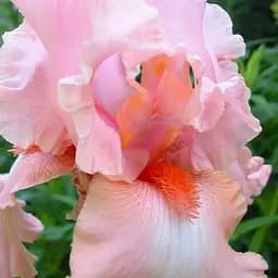 Ирис бородатый крупноцветковый "Magical Encounter" 1 шт (41126)