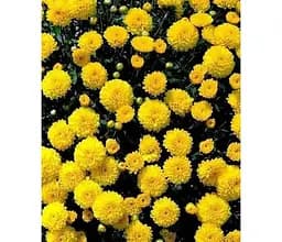 Саджанець Agro-Market Хризантема мультифлора куляста Bandol Yellow (176437) 1 шт. в упаковці