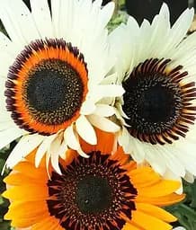 Семена Весна Венидиум Пламя и лед (Зипер) 0.5 г (183044)