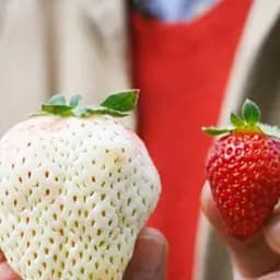 Саджанець Agro-Market Полуниця Білий швед (середній термін дозрівання, один з найбільш незвичайних сортів) 5 шт. в пакуванні (25730)