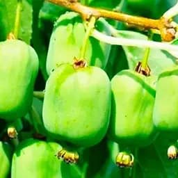 Саджанець Agro-Market Актинідія Київська великоплідна (міні-ківі, морозостійкий сорт, пізній термін дозрівання) 1 саджанець (44815)