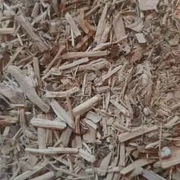 100 г заманиха высокая корень сушеный - свежий урожай