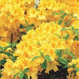 Азалія 2-х річна "Yellow Pom Pom" С1.5 висота 25-50см (189908) 1 саженец