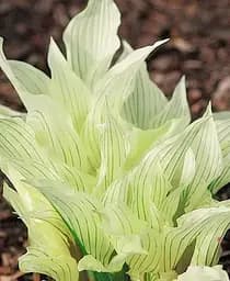 Саженец Agro-Market Хоста White Feather 1 шт. в упаковке (23458)