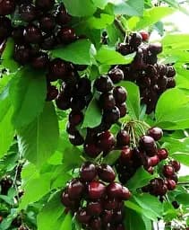 Саджанець Agro-Market Черешня пірамідальна чорна XXL 1 шт. в упаковці (37367)