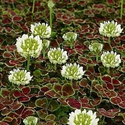 Саженец Agro-Market Клевер декоративный Atropurpurea (182201)