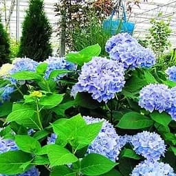 Саджанець Agro-Market Гортензія крупнолиста блакитна Блакитна ніжність (Blue tenderness) (44819)