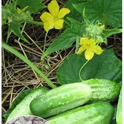 Насіння Весна на вагу Огірок Хлопчик з пальчик ціна за самозапильний 1 г (35747)
