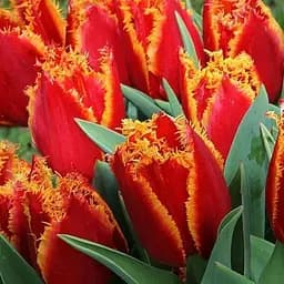 Тюльпан Fabio (62543) 2 шт