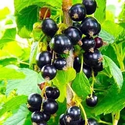 Саженец Agro-Market Смородина на штамбе Бона (Bona) супер-ранний срок созревания) 1 шт. в упаковке (43076)