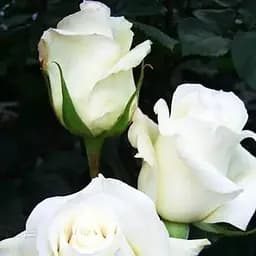 Роза чайно-гибридная Agro-Market Магади саженец класса АА+ высший сорт New 1 шт. в упаковке (45920)