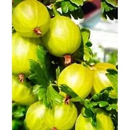 Саджанець Agro-Market Аґрус Джерело (ранній термін дозрівання) 1 саджанець (42991)