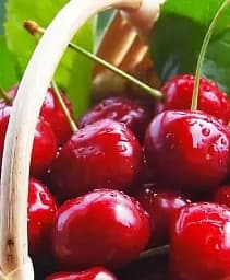 Саджанець Agro-Market Черешня червона Електра (Electra) (преміальний морозостійкий сорт, раннього терміну дозрівання) 1 шт. в упаковці (51150)