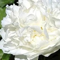 Пион травянистый "Sara Bernar" 1 шт (25567) (Корневище)