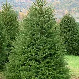 Ялина 6-ти річна Agro-Market річна європейська Excelsa С5 висота 80-100 см 189638 1 саджанець в упаковці