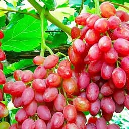 Саджанець Agro-Market Безнасінний сорт винограду Кишмиш Таїровський 1 шт. в пакуванні (178733)