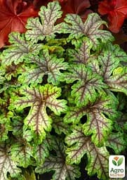 Гейхера (Heuchera) "Tapestry" (48572) 1 саженец - мініатюра 4