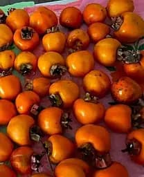 Саджанець Agro-Market Хурма морозостійка Традиційна найвищий сорт! (35910) 1 шт. в упаковці - мініатюра 2