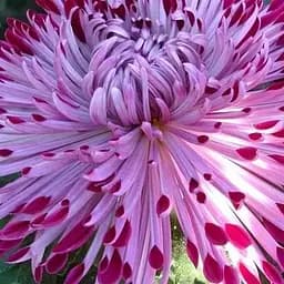 Хризантема "Santosh Rouge" (низькоросла крупноквіткова) (49363) 1 саженец