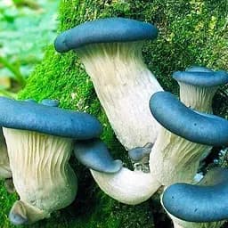 Міцелій на дубових брусочках "Глива синя панчоха" 10шт (47128)