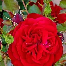 Троянда флорибунда Agro-Market Мона Ліза саджанець класу АА+ вищий сорт 1 шт. в упаковці (178173)