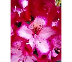 Саджанець Agro-Market Рододендрон гібридний вічнозелений Міднайт (Midnight) (51825) 1 шт. в упаковці