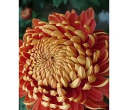 Саджанець Agro-Market Хризантема великоквіткова Festival (176429) 1 шт. в упаковці