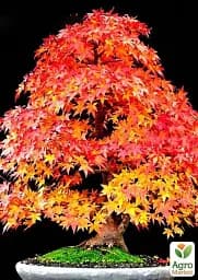 Саджанець Agro-Market Клен віяловий Фенікс (Acer palmatum Phoenix) контейнер P9, 1 шт. в упаковці (50724) - мініатюра 3