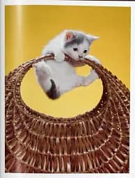 Walter Chandoha. Cats. Photographs 1942-2018 - мініатюра 5