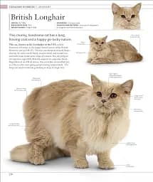 The Cat Encyclopedia - мініатюра 8