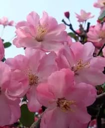 Саджанець Agro-Market Сакура кущова (Prunus incisa) Paean 1 шт. в упаковці (49478)