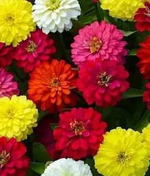 Насіння Весна Цинія Каліфорнійські гіганти (Зипер) 2 г (22916)