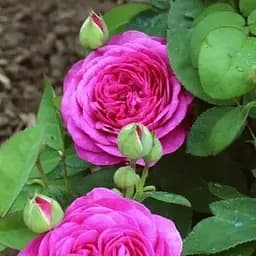 Троянда флорибунда Agro-Market Heidi Klum Rose саджанець класу АА+ вищий сорт 1 шт. в упаковці (181573)