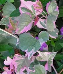 Саджанець Agro-Market Іпомея ампельна Батат Colored Leafs (54701) 1 шт. в упаковці