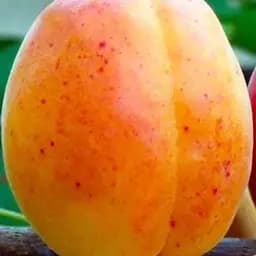 Саджанець Agro-Market Абрикос Мліївський Ранній (літній сорт, ранній термін дозрівання) (39885) 1 шт. в упаковці