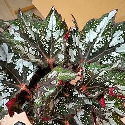 Саженец Agro-Market Бегония королевская REX Eimy 20-30см (178239)