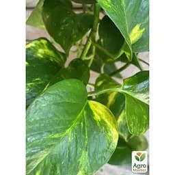 Эпипремнум Agro-Market Pinnatum 20-30см (185109) 1 саженец в упаковке Нидерланды