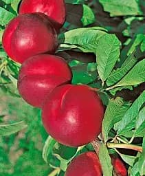 Саджанець Agro-Market Нектарин Лола (лисий персик, новий, середньоранній термін дозрівання) 1 шт. в упаковці (178795)