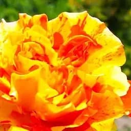 Троянда дрібноквіткова (спрей) Agro-Market Оранж Інтуїшн Оранж Інтуїшин саджанець класу АА+ вищий сорт 1 шт. в упаковці (72112)