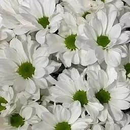 Хризантема мультифлора куляста "Lumia Blanc" (189656) 1 саженец