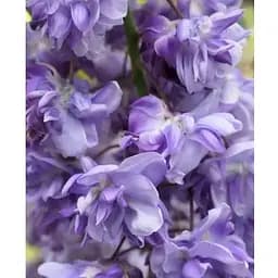 Глициния 3-летняя китайская "Блэк Драгон" (Wisteria chinensis Блэк Дрегон) С2 высота саженца 60-100см (185274) 1 саженец Нидерланды