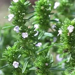 Саджанець Agro-Market Чабер лимонний Karpaten (49842) 1 шт в упаковці