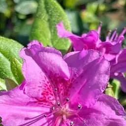 Саджанець Agro-Market Азалія Японська Konigstein (Кенігштайн) (181214)