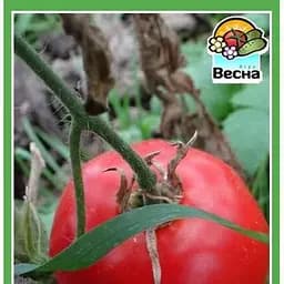 Семена Весна Томат Ляна 0.2 г (10508)