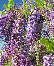 Гліцинія Agro-Market Вістерія Naga Noda 2-річна висота 50-70 см з Нідерландів 1 саджанець в упаковці (184895)