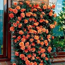 Роза плетистая Agro-Market Оранж Мейландина (Orange Meillandina саженец класса АА+ высший сорт 1 шт. в упаковке (52746)