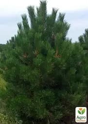 Саджанець Agro-Market Сосна Чорна Nigra (Pinus Nigra) горщик P9, 1 шт. в упаковці (49234) - мініатюра 2